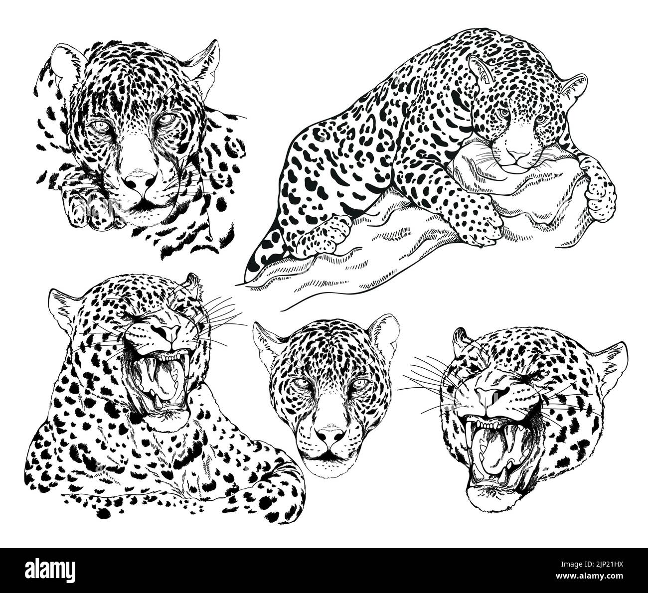 Set of hand drawn sketch style leopards isolated on white background