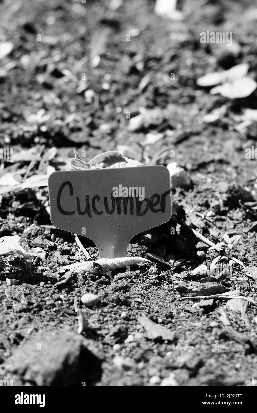 Typical common garden stake with a Cucumber handwritten on it in black