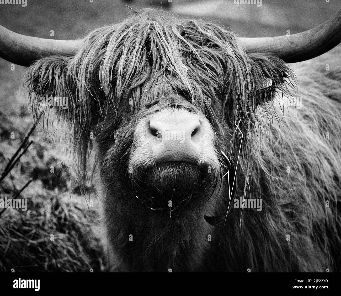 Close-up of a scottish highland cattle in monochrome, black and white Stock Photo
