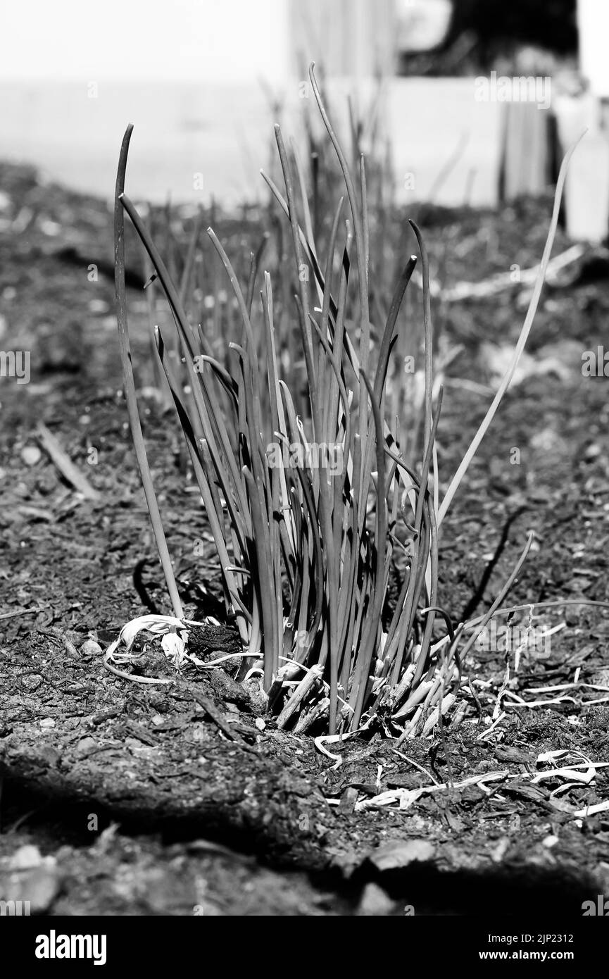 Allium plants Black and White Stock Photos & Images - Alamy