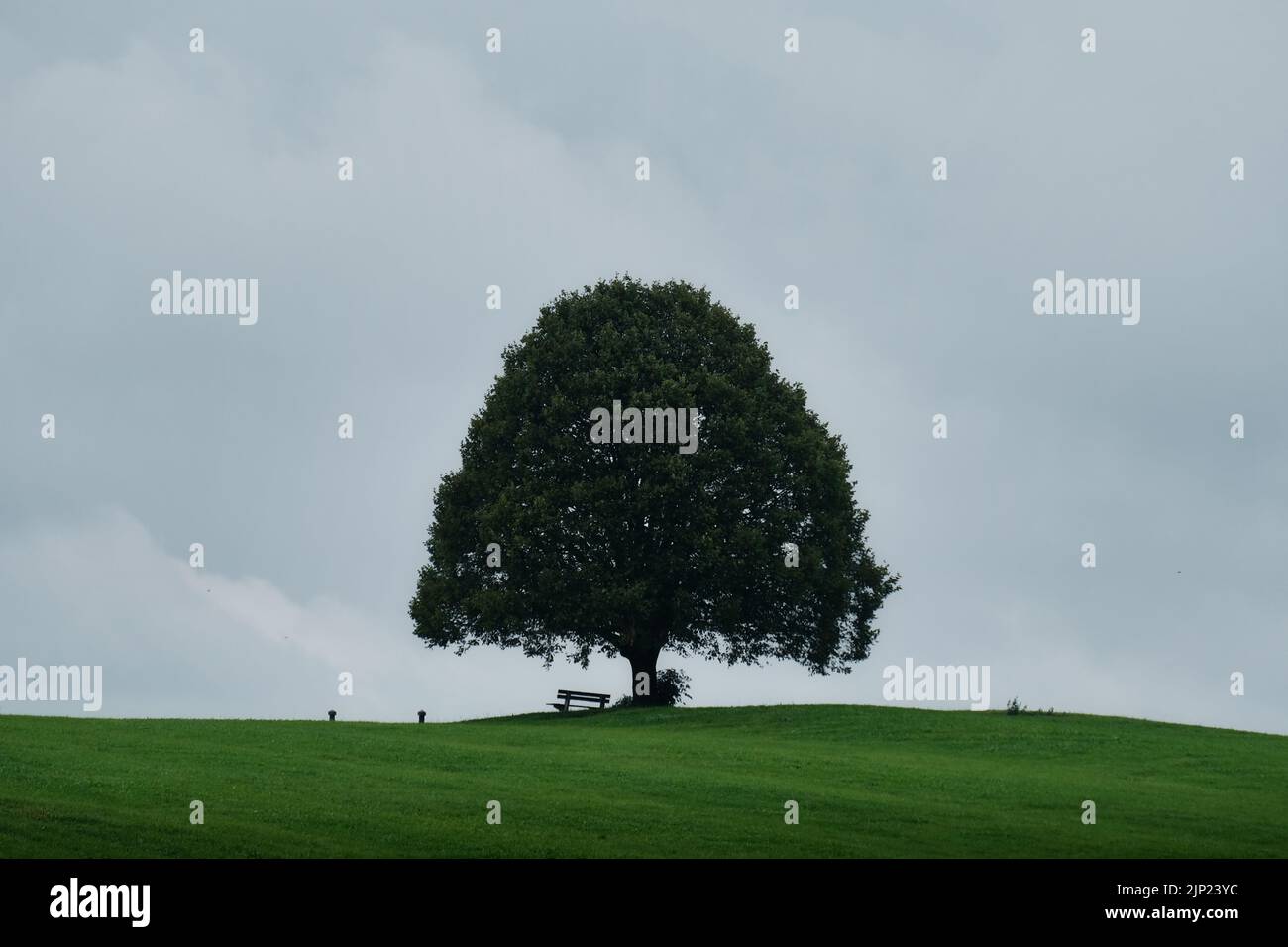 Oak tree silhouette isolated hi-res stock photography and images - Alamy
