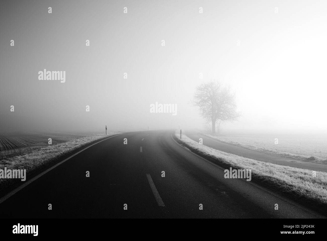 Country road with a single tree on an early foggy morning Stock Photo