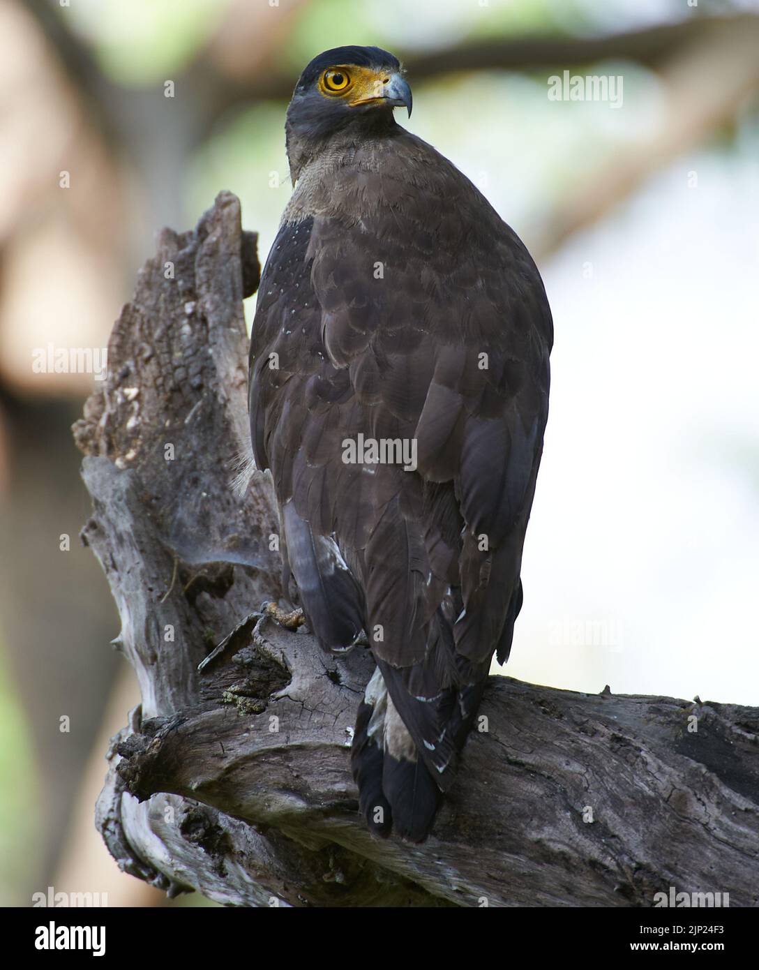 Crested serpent eagle corbett national hi-res stock photography and ...