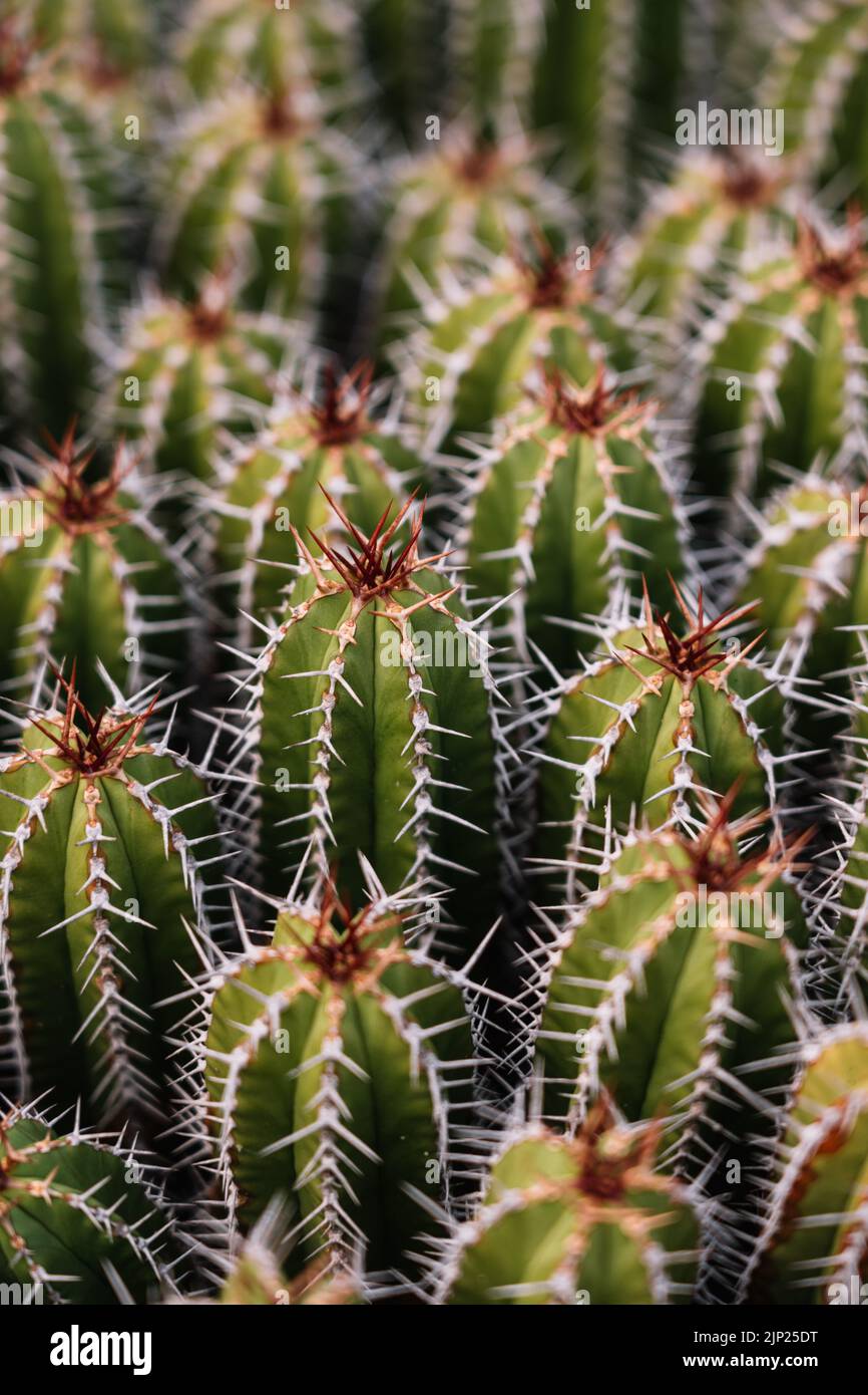 cactus, san pedro cactus Stock Photo - Alamy