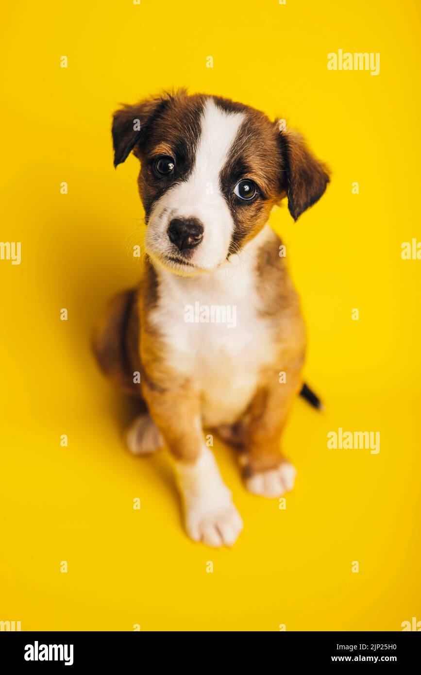 border collie, puppy, puppies Stock Photo Alamy