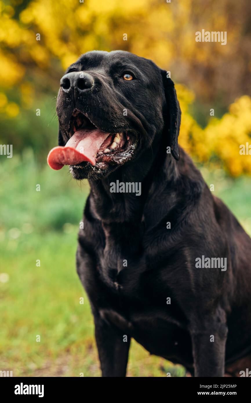 labrador, panting, labradors Stock Photo Alamy
