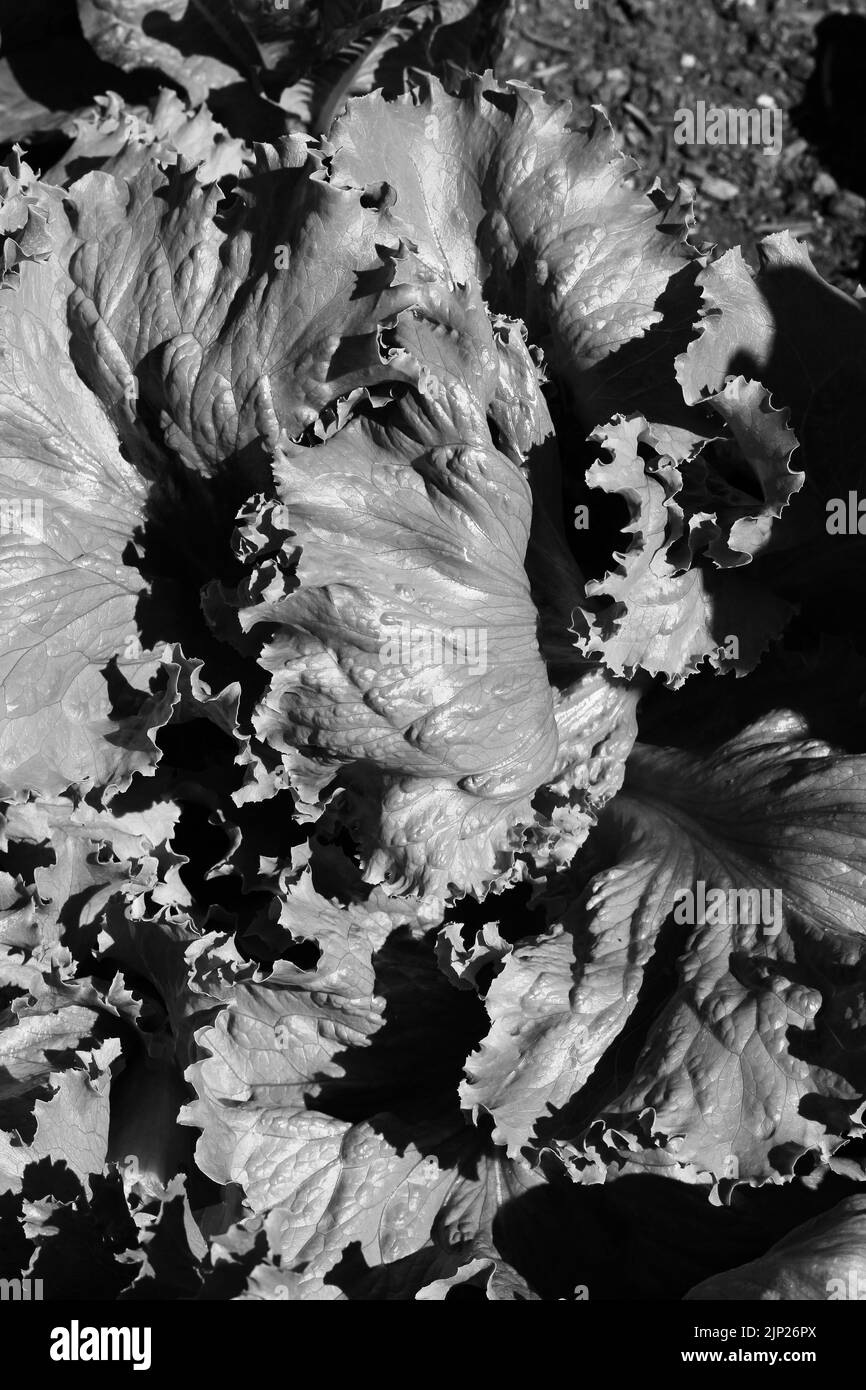 Leafy summer lettuce growing in the sunny garden in black and white