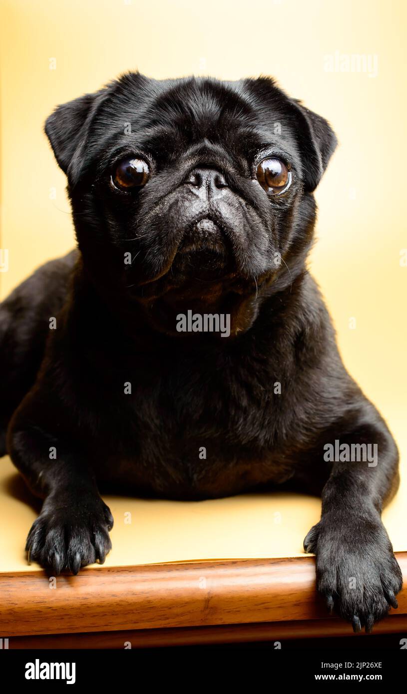 Cute mops hi-res stock photography and images - Alamy