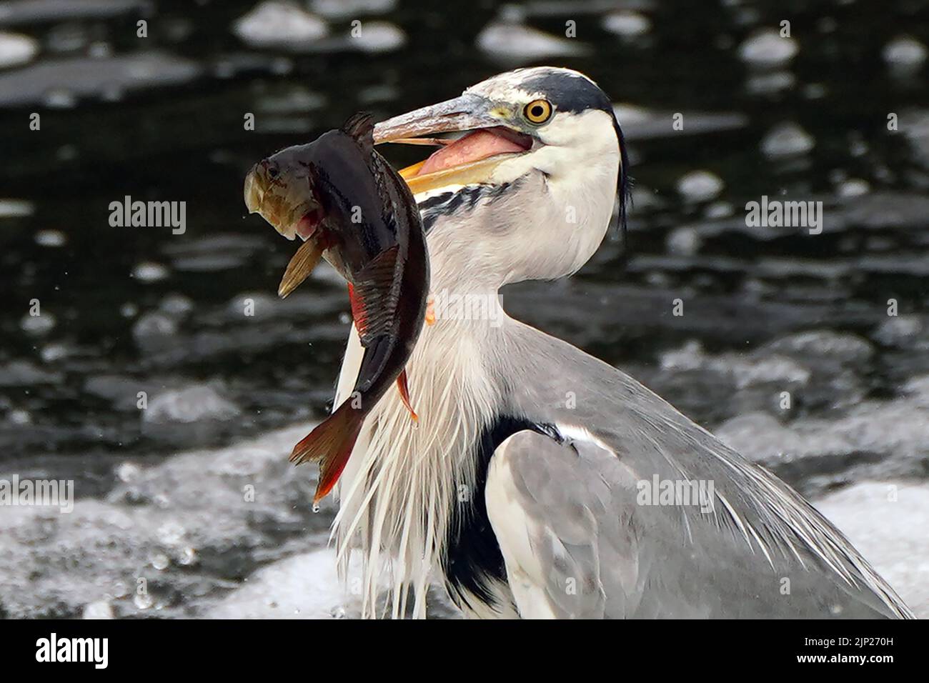 A heron with a perch fish in its mouth in the River Barrow, Carlow ...