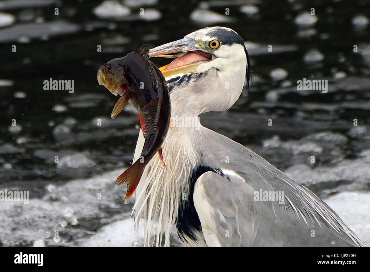 A herring with a perch fish in its mouth in the River Barrow, Carlow. Stock Photo