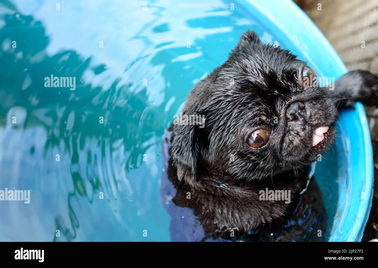 Cute little black pug in a huge, plastic, blue barrel cooling down his body . Wet dog. Water