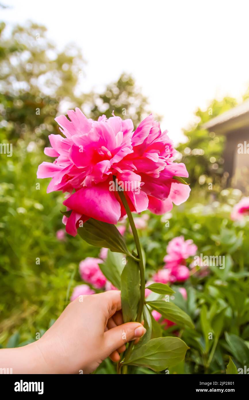 Pink flower peonies flowering in a summer garden. Flower in a hand. Stock Photo
