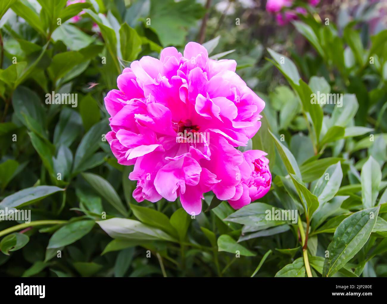 Pink flower peonies flowering in a summer garden. Stock Photo