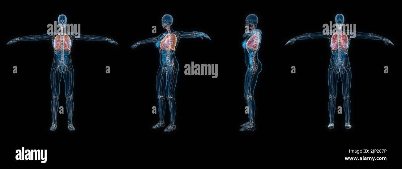 3d rendering set of human female body lung x-ray isolated on black background. Stock Photo