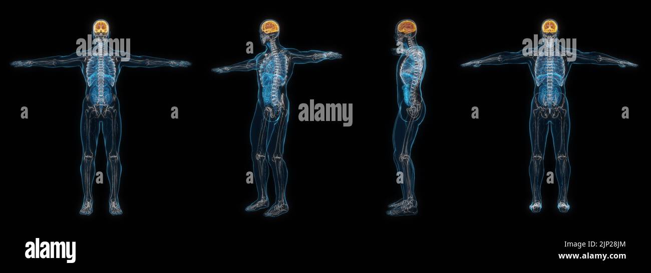 3d rendering set of human male body brain x-ray isolated on black ...