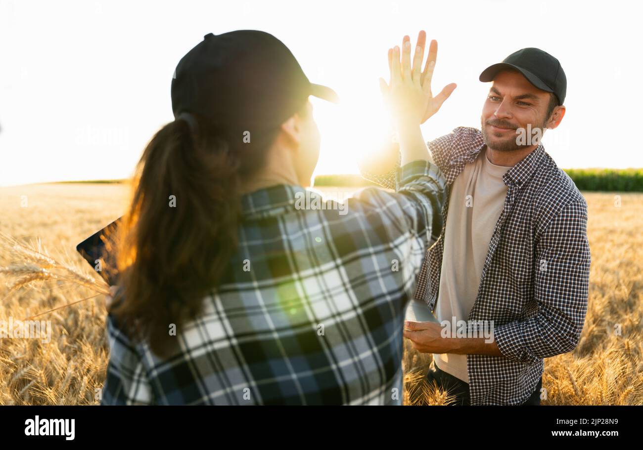 Farmers man and woman with tablet and laptop high five in wheat field at sunset Stock Photo
