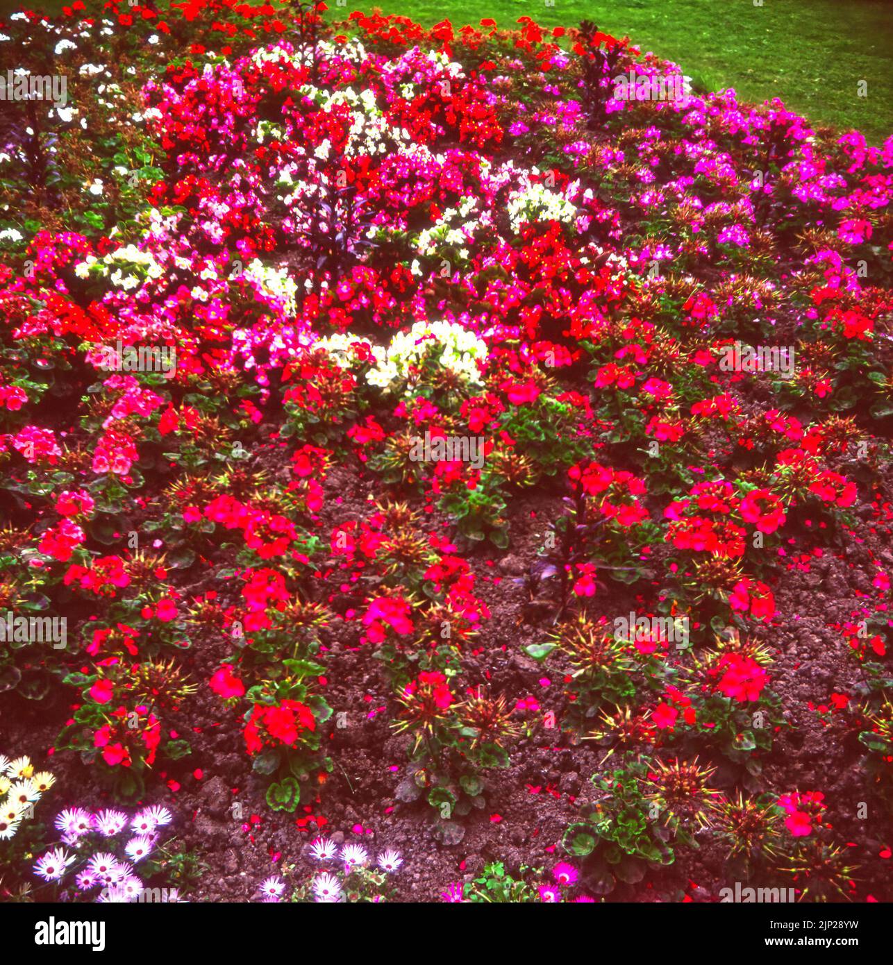 A floral display of colourful summer flowering bedding plants in a pink and red geranium flower bed Stock Photo