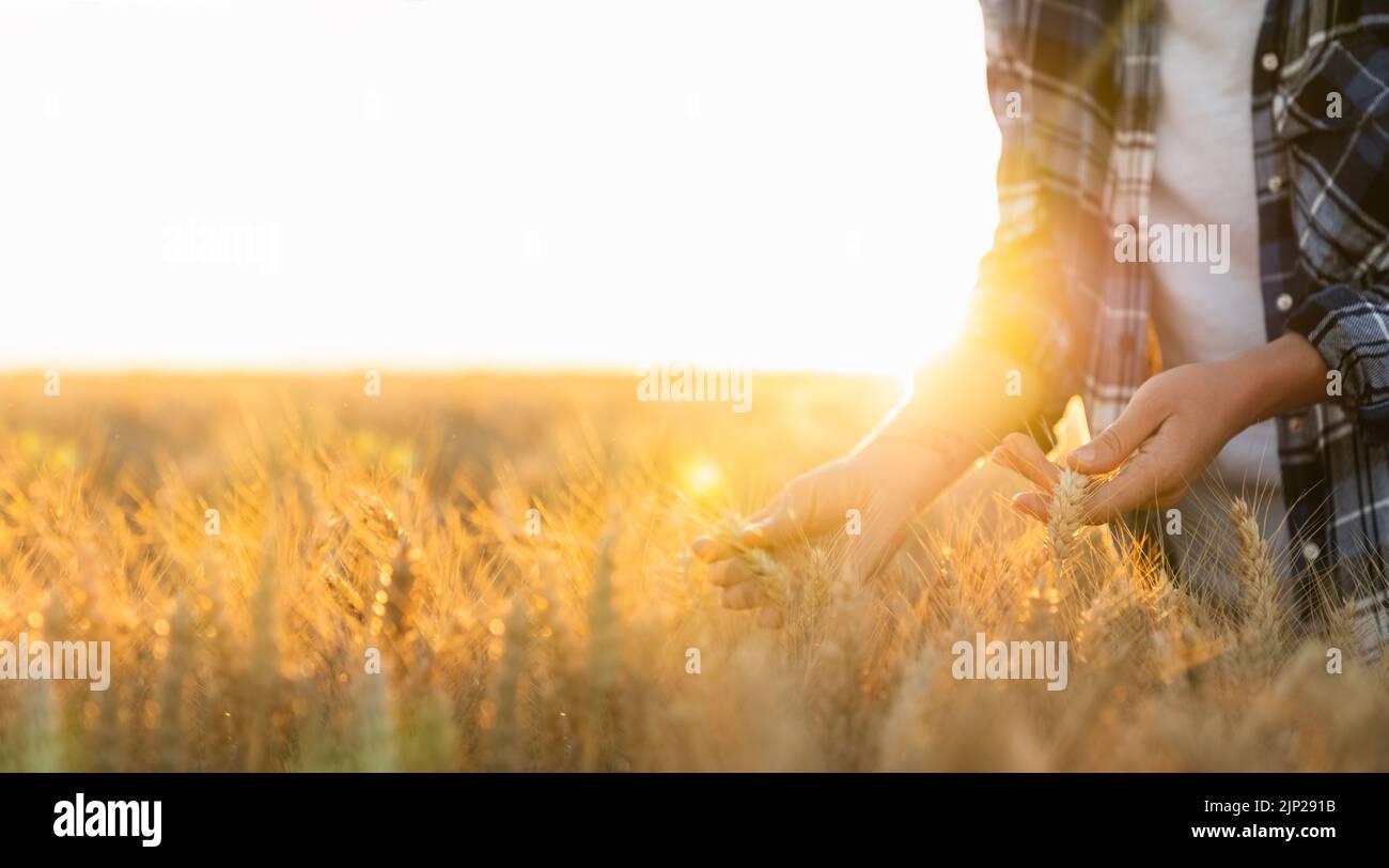 Woman farmer touches the ears of wheat on an agricultural field Stock Photo