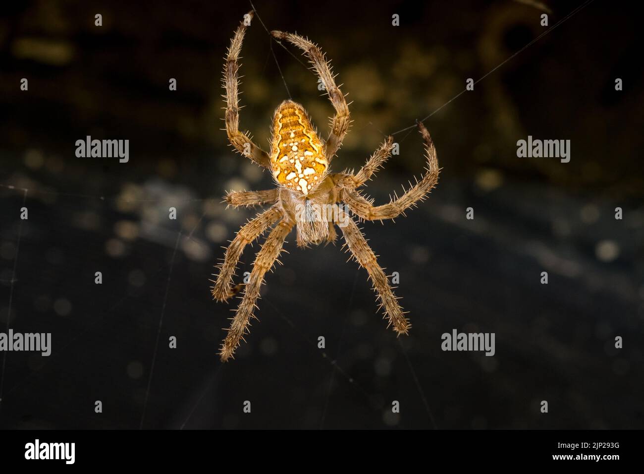 Extreme close up or macro  photo of the garden spider Diadem spider, Araneus diadematus on her web Stock Photo