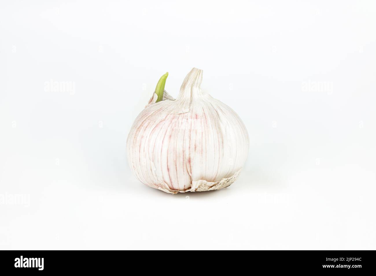 Fresh garlic with a sprout on white background Stock Photo
