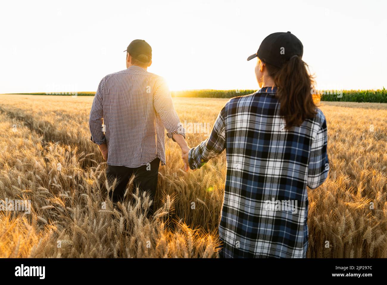 A couple of farmers in plaid shirts and caps holding hands on agricultural field of wheat at sunset Stock Photo