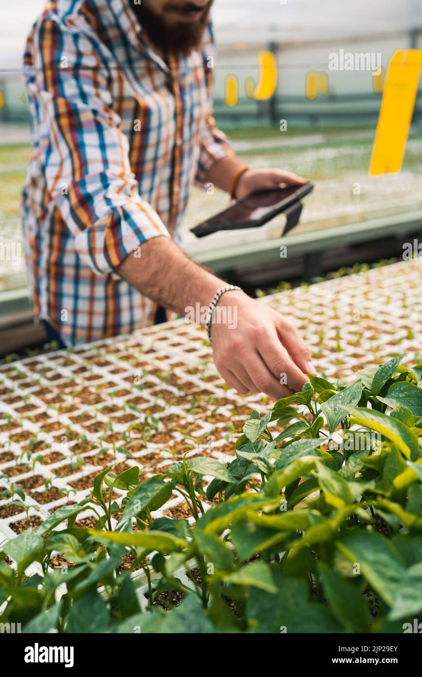 control, young plant, cultivation, controls, young plants, cultivations Stock Photo Alamy