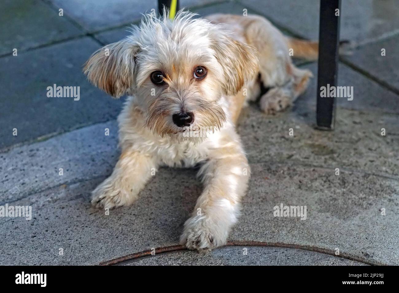 Small young Morkie dog mix breed pet at pavement Stock Photo