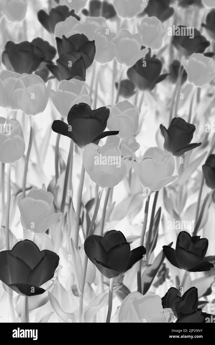 Summer blooms plants Black and White Stock Photos & Images - Alamy