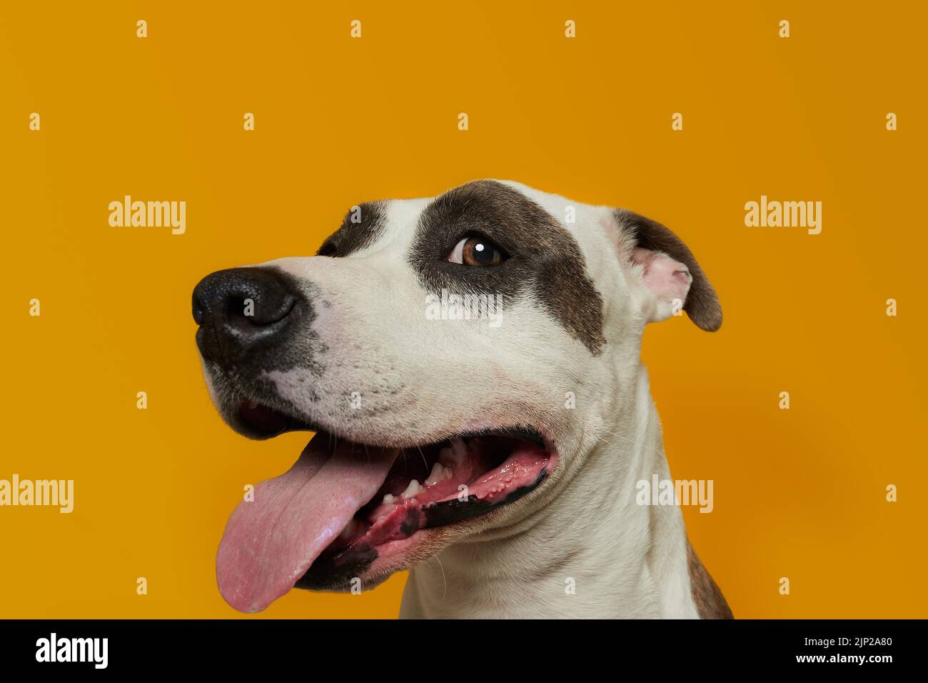 Peluche American Staffordshire Terrier Seduto 30 Cm - Cane Morbido Marrone Con Macchia Bianca