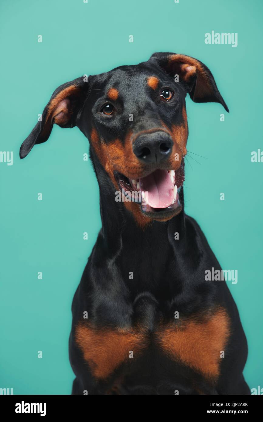 doberman pinscher, doberman pinschers Stock Photo Alamy