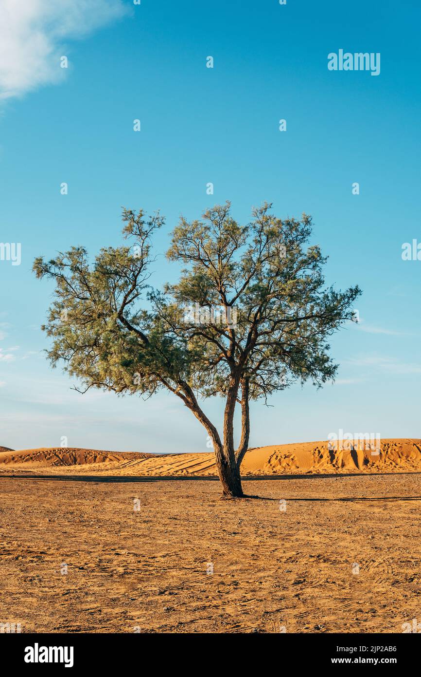 tree, desert, trees, deserts, wüste Stock Photo Alamy