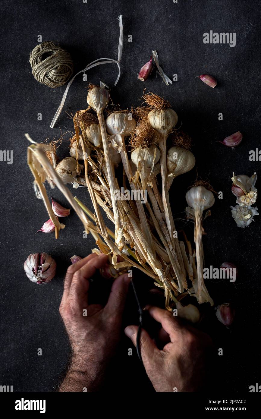 garlic, tying, garlics, lashing Stock Photo Alamy