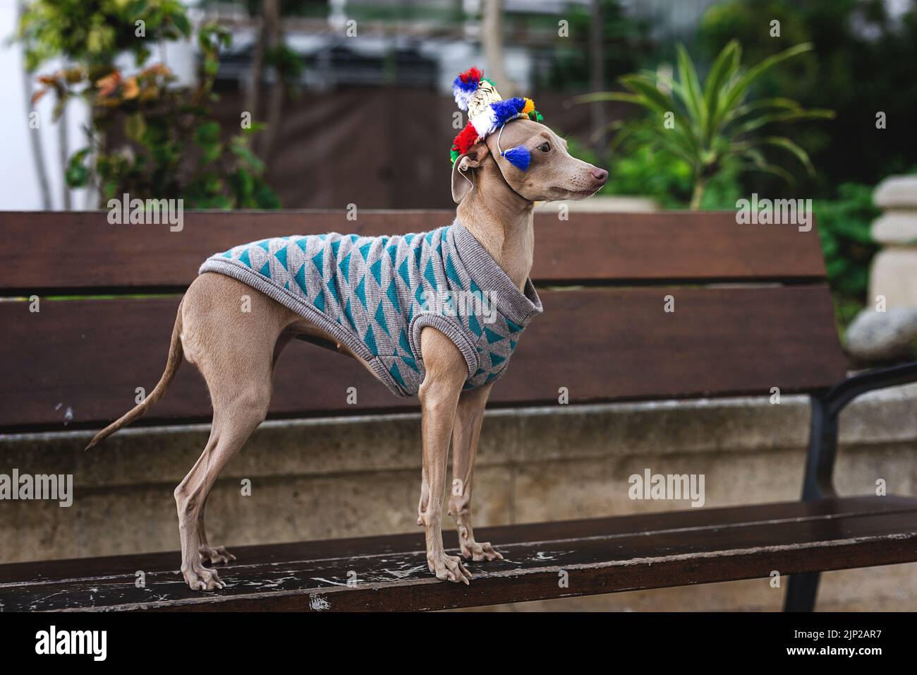 Chanel model walks a dog on the catwalk
