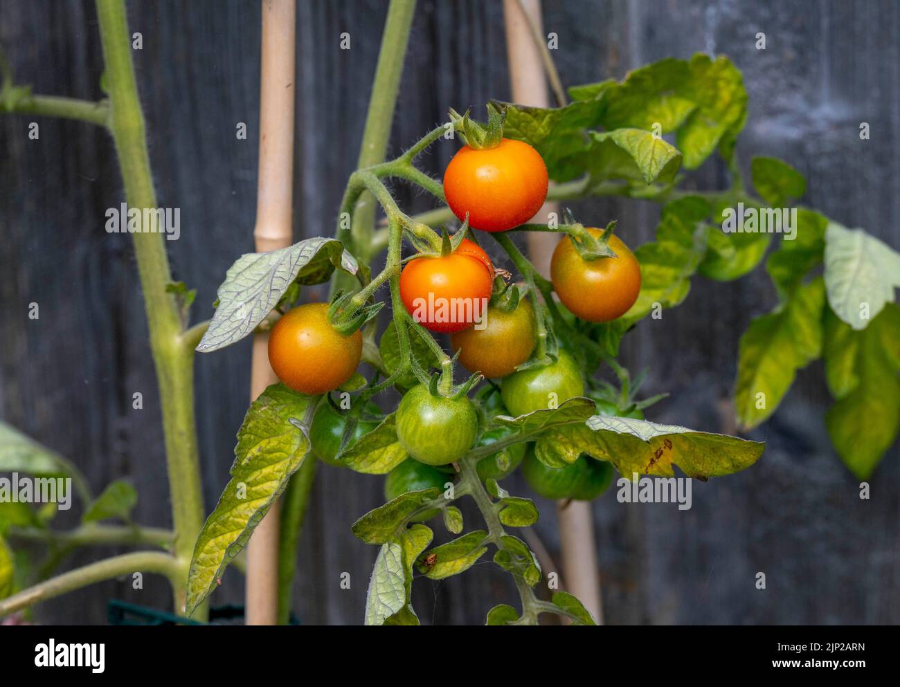 Home grown cherry tomatoes ripening on the vine in small city garden  in Brighton , UK Stock Photo