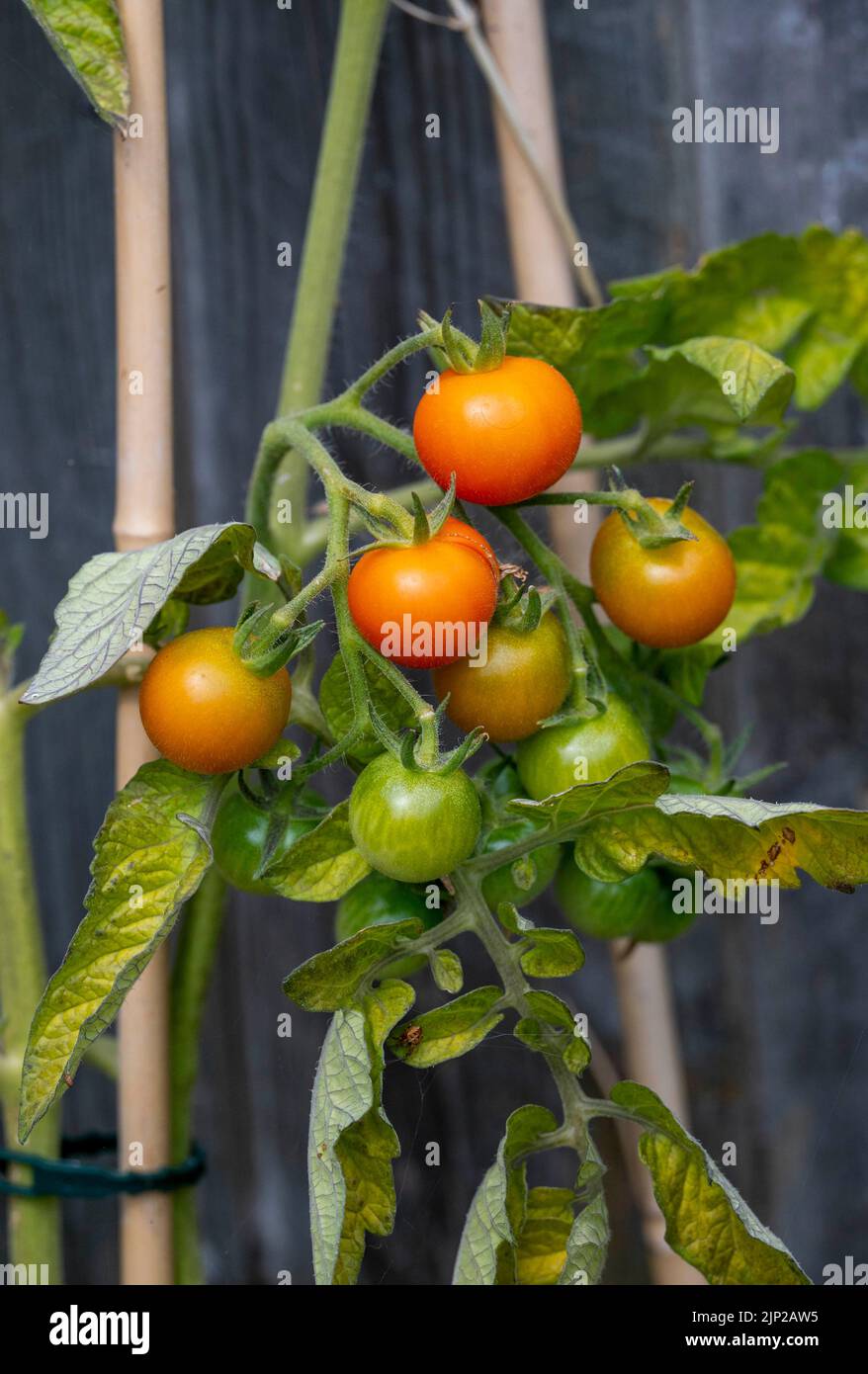 Home grown cherry tomatoes ripening on the vine in small city garden  in Brighton , UK Stock Photo