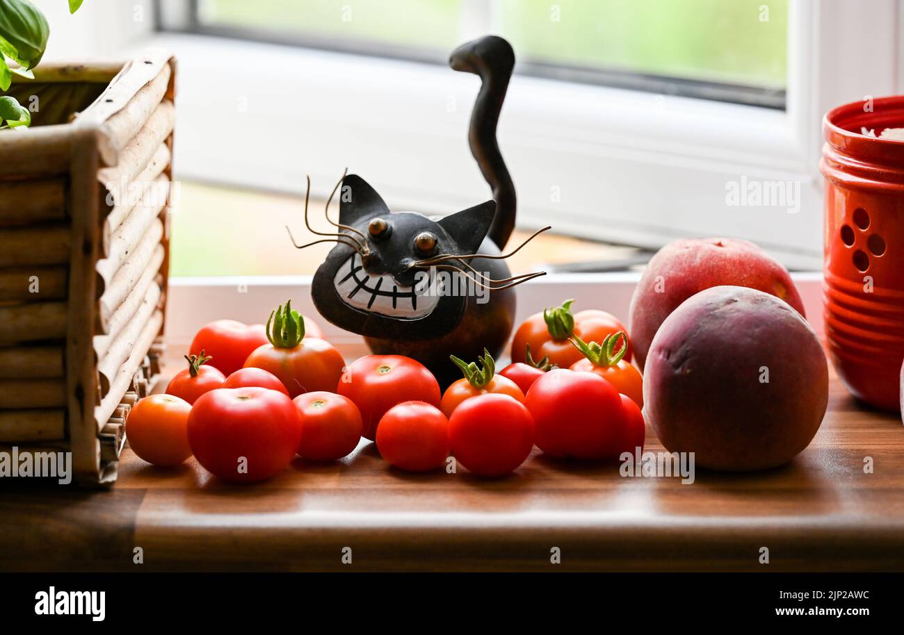 Home grown cherry tomatoes ripening on a windowsill in sunshine  with quirky cat ornament  in Brighton , UK Stock Photo