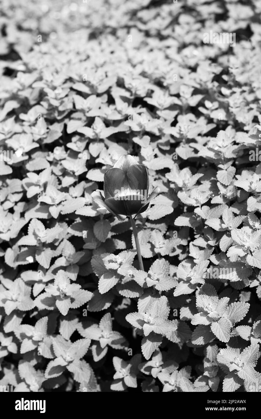 Single spring tulip growing in a field of leafy mint plants in black and white monochrome. Stock Photo