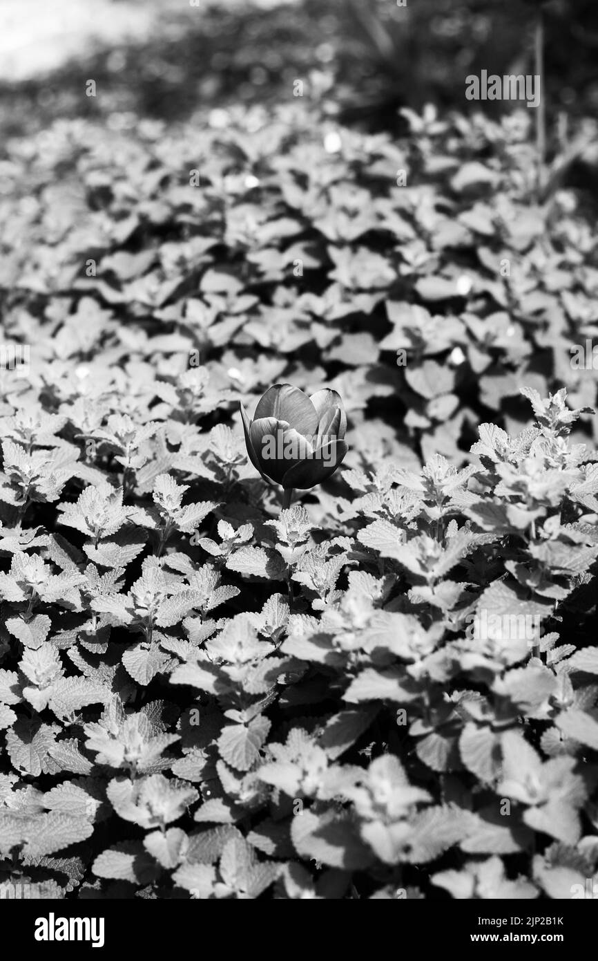 Single spring tulip growing in a field of leafy mint plants in black and white monochrome. Stock Photo