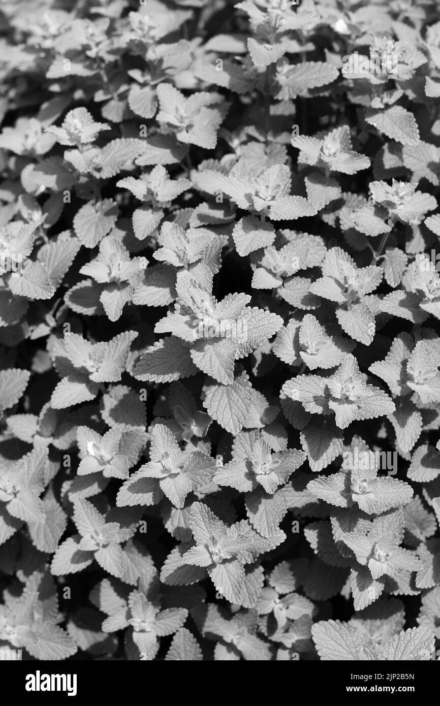 Full frame of leafy mint plants growing in the garden in black and white monochrome. Stock Photo