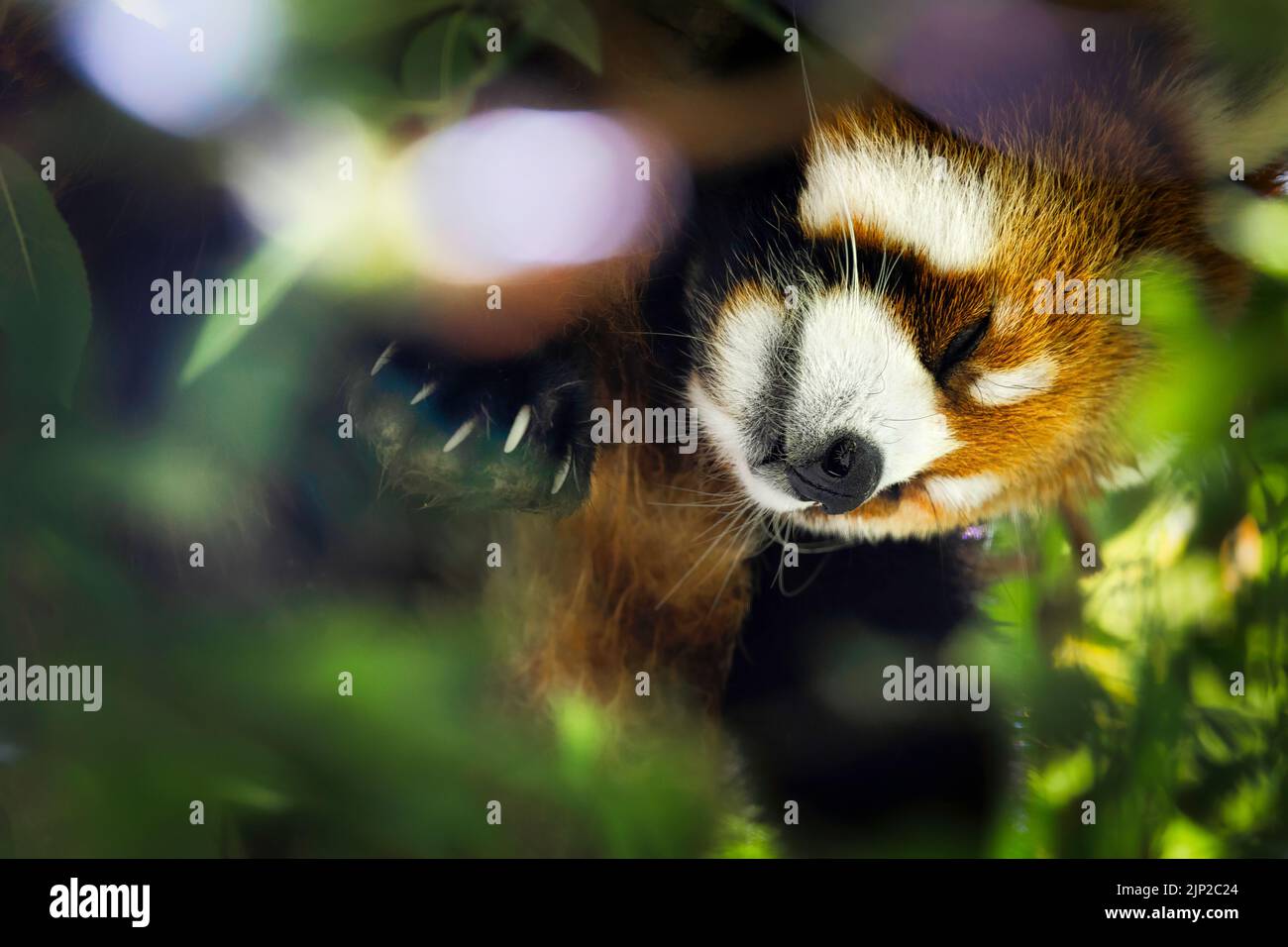 A red panda sleeps hidden high up in a tree at the San Diego Zoo Stock