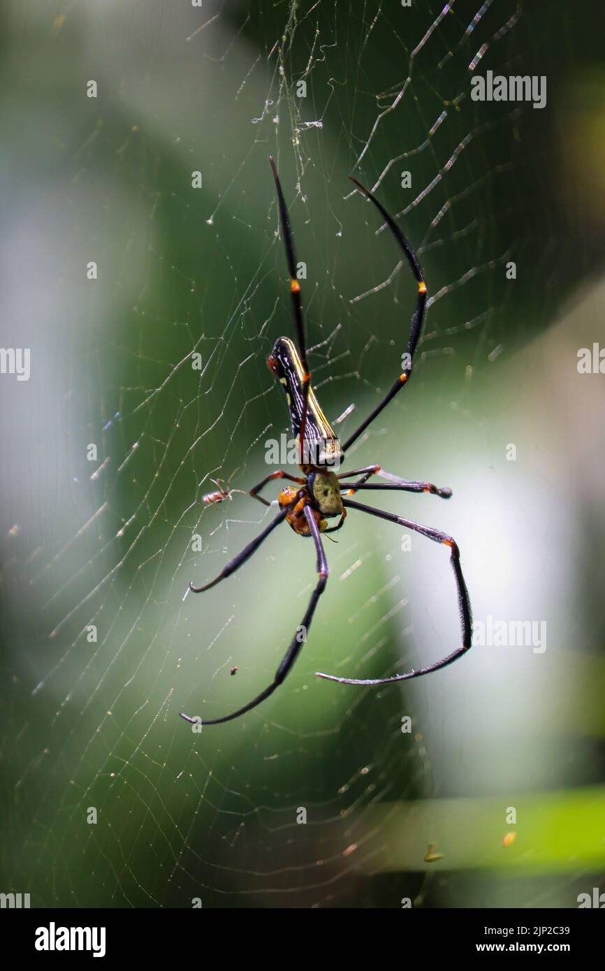 A macro of a spider on a web Stock Photo - Alamy