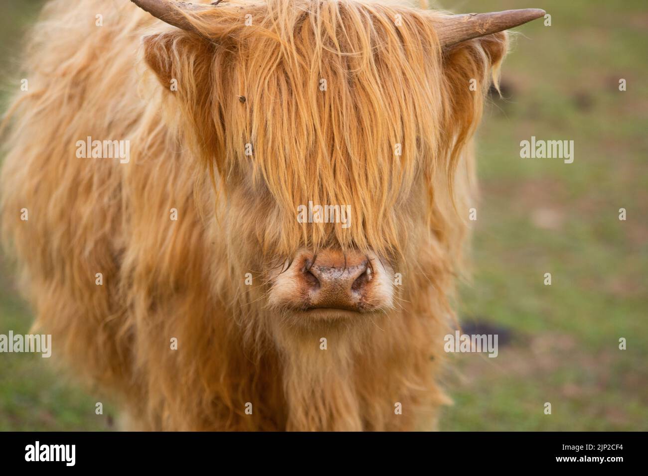 A highland cow on the meadow Stock Photo - Alamy