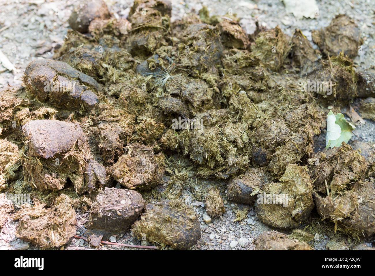 Close-up of horse manure in forest Stock Photo