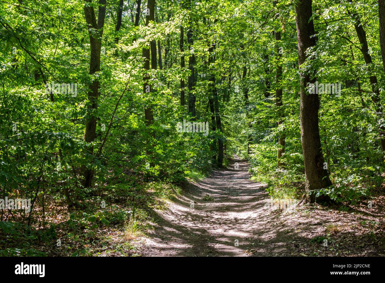 Forest path in oak forest in summer, Sopron Mountains, Sopron, Hungary Stock Photo