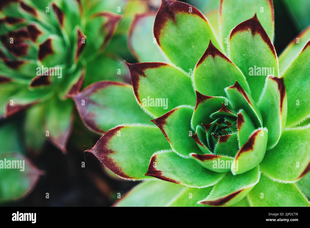 Common houseleek or Sempervivum tectorum growing in back yard, a rosetteforming succulent