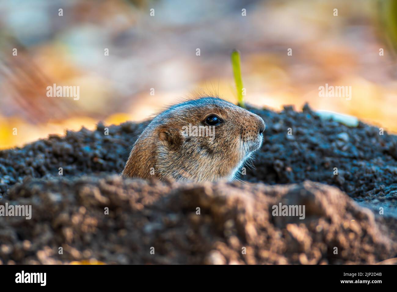 prairie dog, burrow, cynomys ludovicianus, prairie dogs, burrows Stock