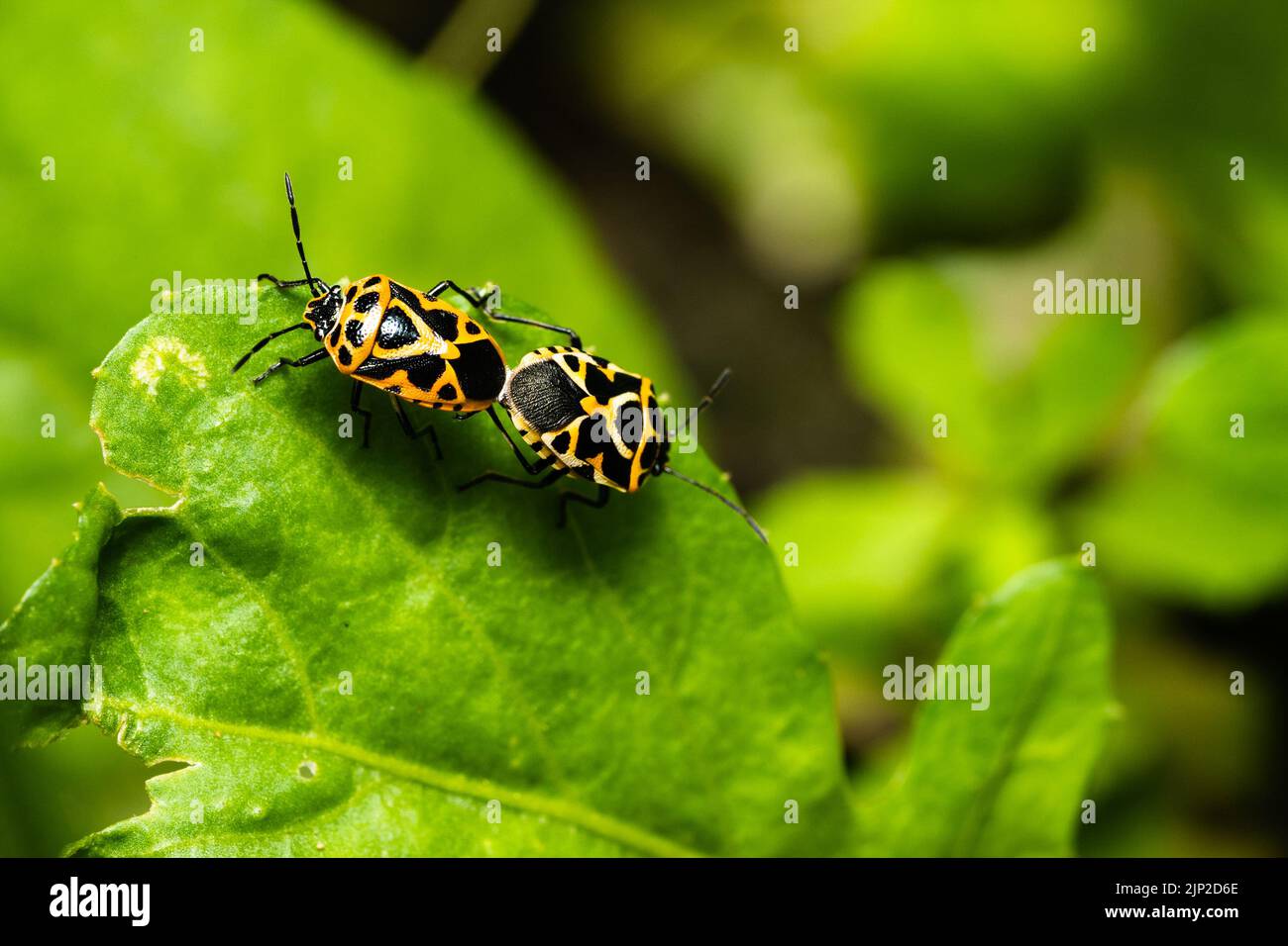 Macro Close up Ladybug beetle mating on the green leaf with nature ...