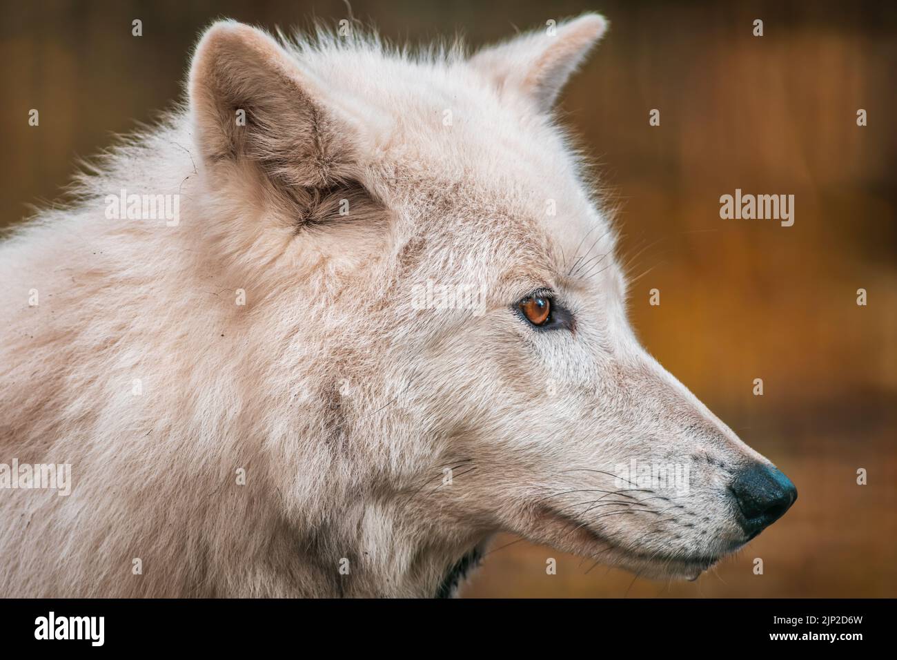 polar wolf, canis lupus arctos, polar wolfs Stock Photo - Alamy