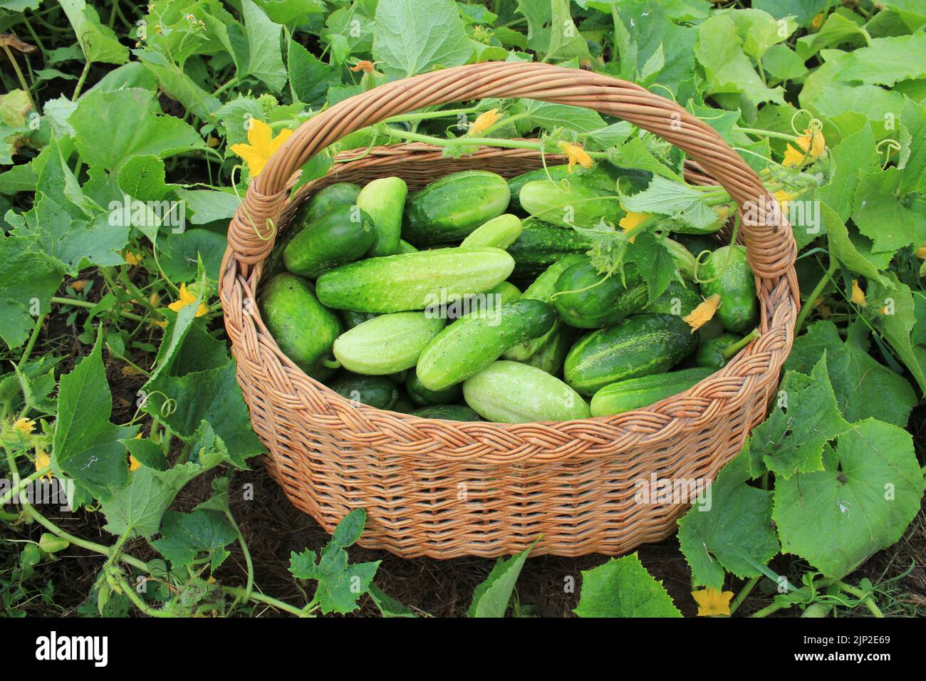 cucumber, harvest, cucumbers, harvests Stock Photo Alamy