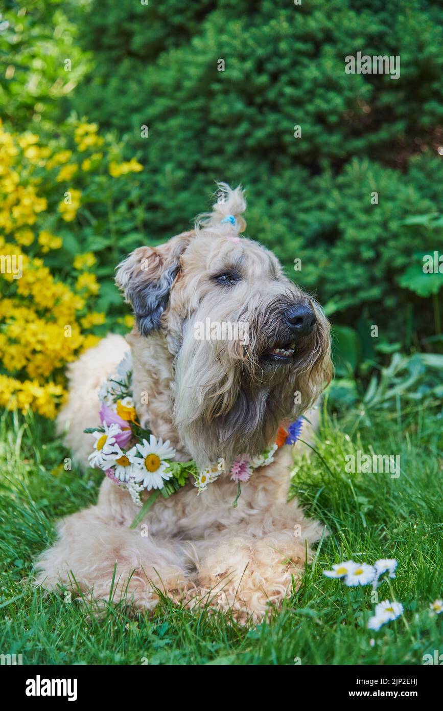 Fluffy Dog of the wheaten terrier breed in a wreath of bright flowers